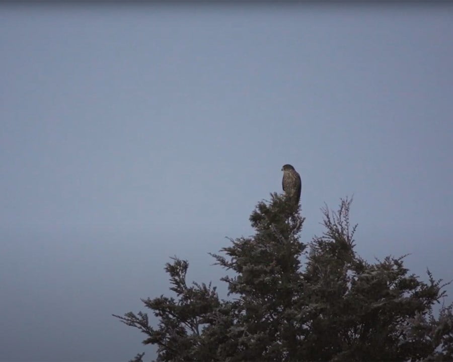 Kārearea bird perched at the top of a tree.