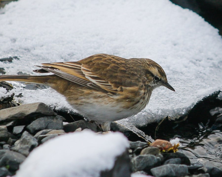 Close up of an Australasian Pipit sitting in the snow.