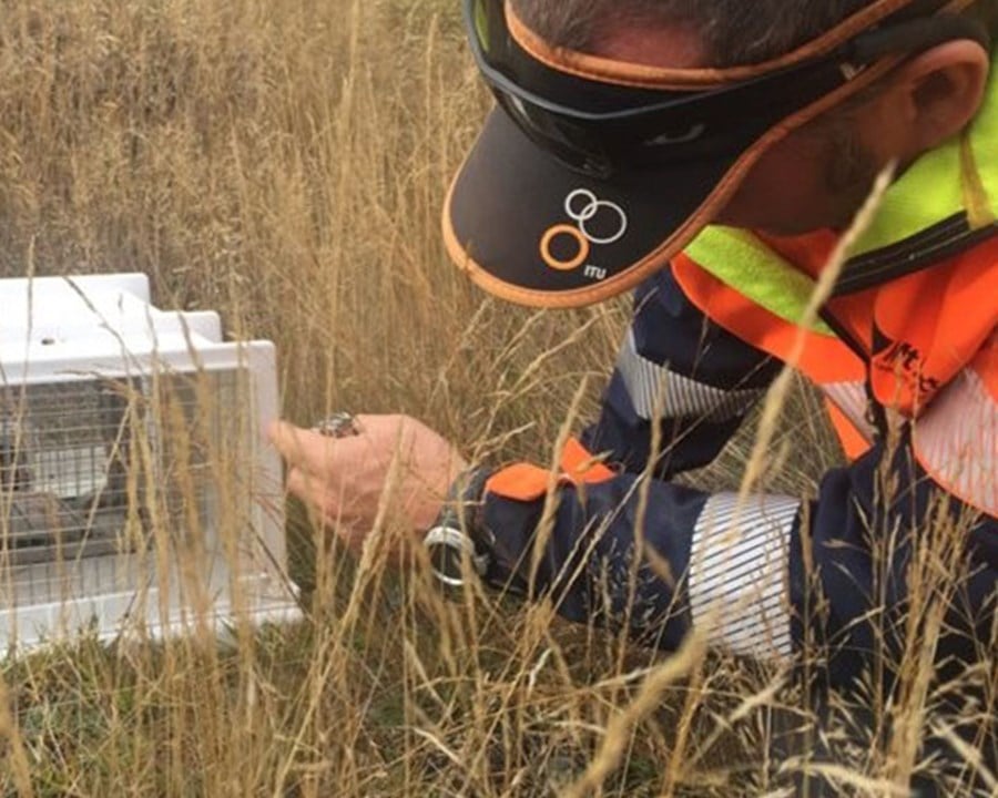 Person crouched down in the tussocks checking a pest trap.