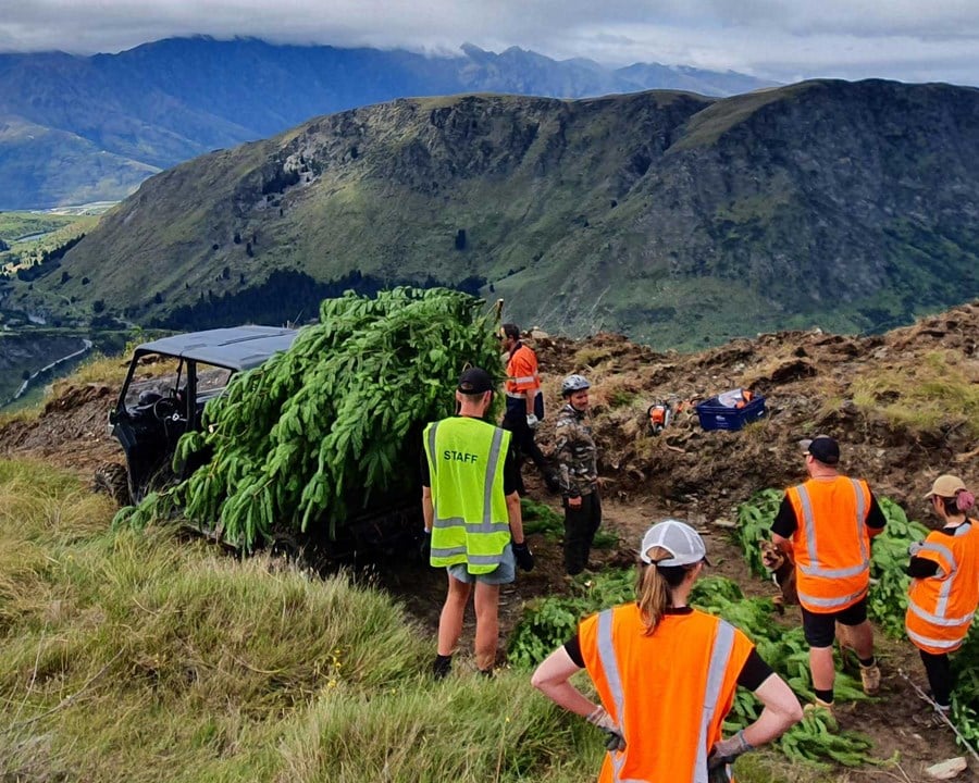 People wearing high-vis vests placing pine trees onto a truck.
